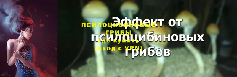 Галлюциногенные грибы MAGIC MUSHROOMS  Жердевка 